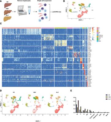 Single-cell RNA transcriptomics reveals differences in the immune status of alcoholic and hepatitis B virus-related liver cirrhosis